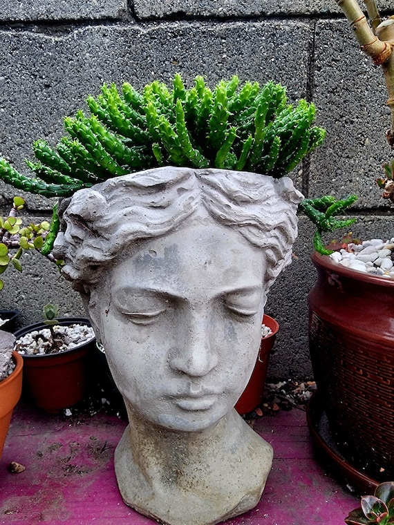 Medusa Plant, Euphorbia Flanaganii Medusa Head, Rare Succulent. - Etsy  Israel