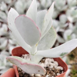 May include: A close-up of a succulent plant in a small, square, terracotta-colored pot. The plant has thick, pale green leaves with pink edges. The leaves are arranged in a rosette shape. The soil is visible, and the background is blurred.