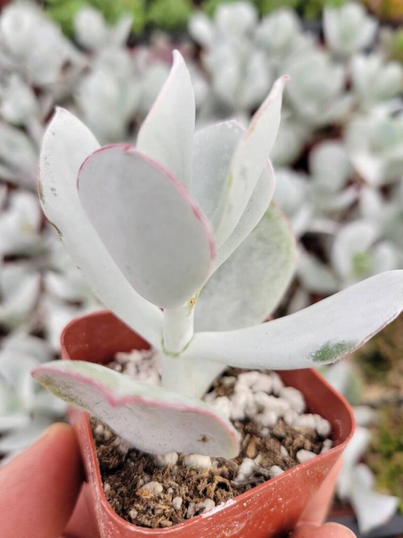 May include: A close-up of a succulent plant in a small, square, terracotta-colored pot. The plant has thick, pale green leaves with pink edges. The leaves are arranged in a rosette shape. The soil is visible, and the background is blurred.