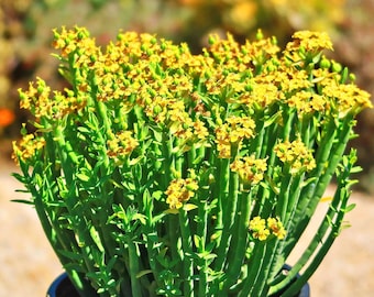 Euphorbia Mauritanica (Milky Bush) - Exquisite Succulent for Your Home