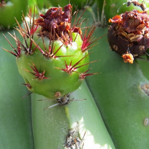 Polaskia chichipe rare cactus rare succulent Edible fruit similar to dragon fruit, pitaya mexican fruit. image 10