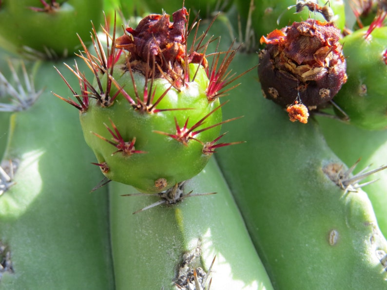 Polaskia chichipe rare cactus rare succulent Edible fruit similar to dragon fruit, pitaya mexican fruit. image 10