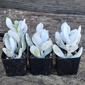 May include: Three small succulent plants in black square pots. The plants have pale blue-green leaves with a powdery coating. The leaves are rounded and arranged in a rosette shape. The background is a weathered wooden surface.