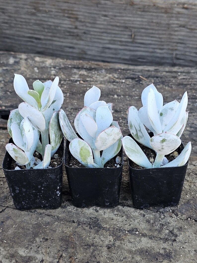 May include: Three small succulent plants in black square pots. The plants have pale blue-green leaves with a powdery coating. The leaves are rounded and arranged in a rosette shape. The background is a weathered wooden surface.