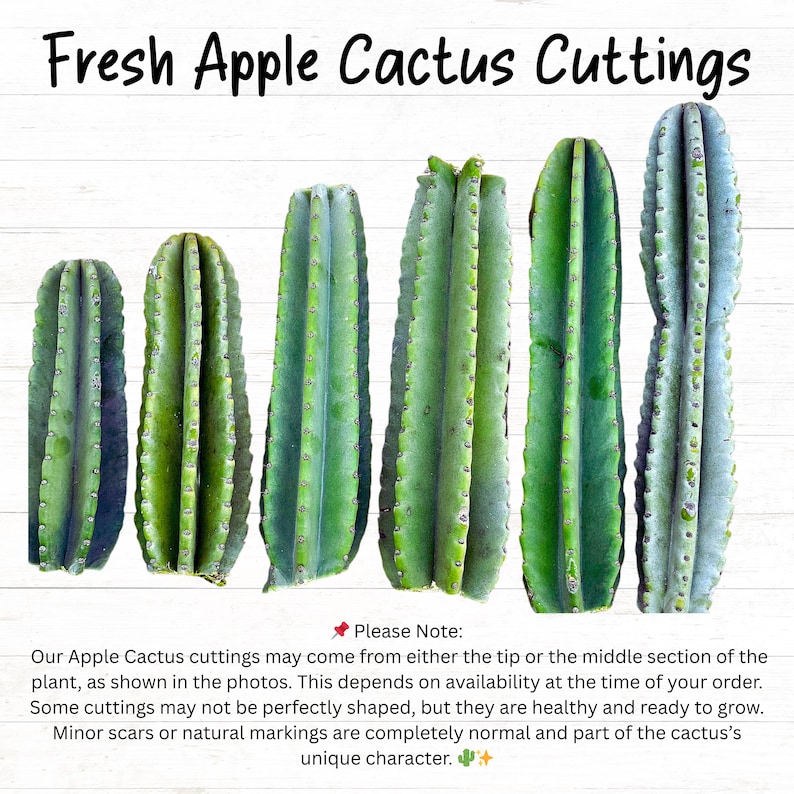 Peruvian Apple Cactus Cutting