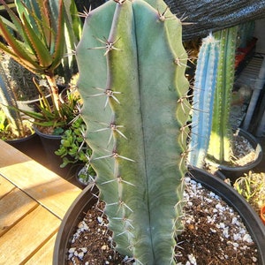 Pitayo de Mayo Stenocereus pruinosus stenocereus griseus Gray Ghost Organ Pipe, Columbar Catu. Xlarge 8 to 12 in.