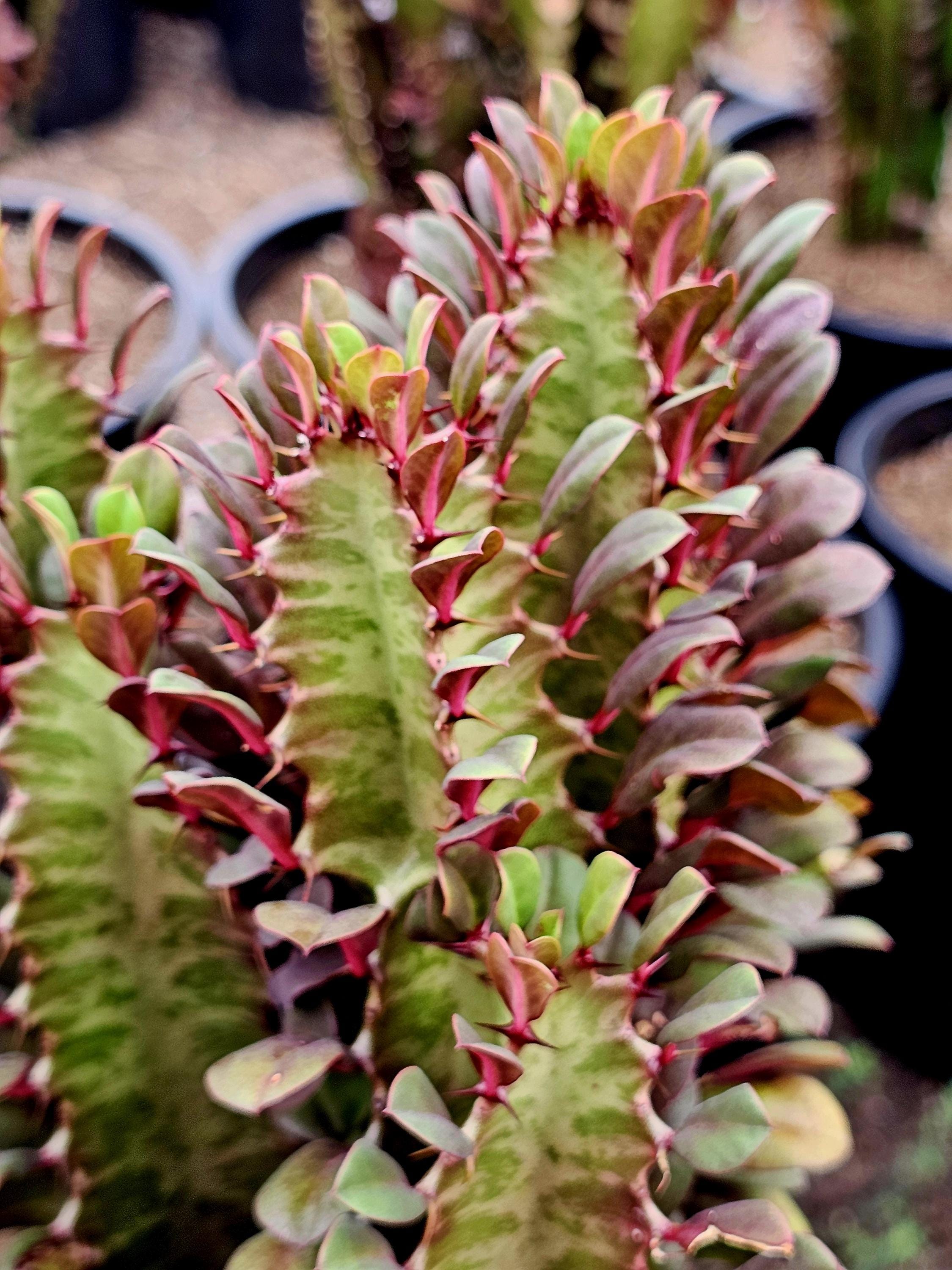 Euphorbia Trigona \, image size:2250x3000