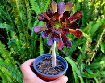 Giant! aeonium velour, aeonium arboreum tree, rare succulent, rare aeonium., black rose, succulents.