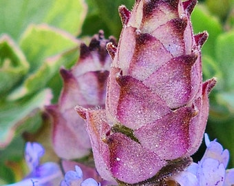 Lobster Flower | Vick plant | mike's fuzzy wuzzy |Plectranthus neochilus variegatus |.