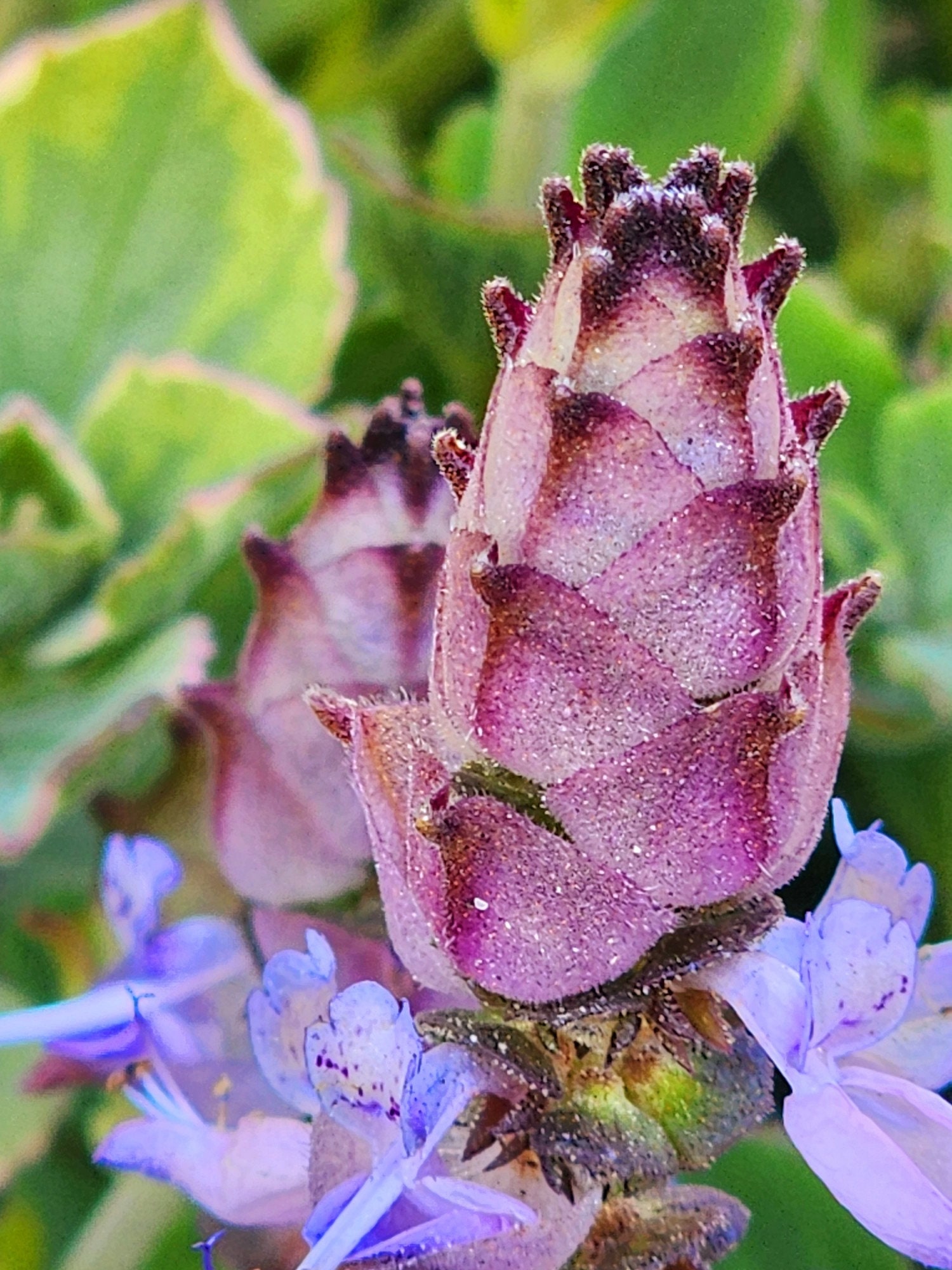 Vick Plant | Mike's Fuzzy Wuzzy | Lobster Flower | Plectranthus