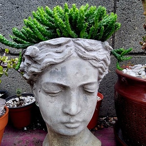 Medusa Plant, Euphorbia flanaganii Medusa Head, rare succulent.
