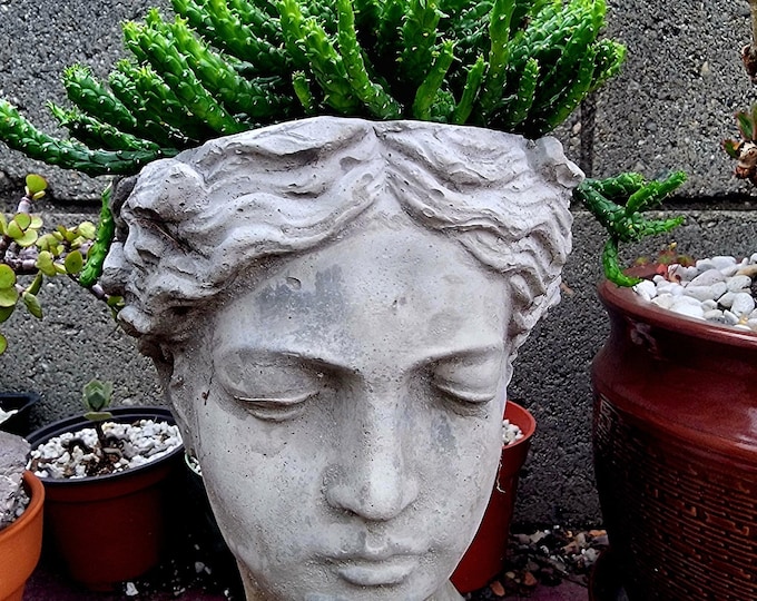Medusa Plant, Euphorbia Flanaganii Medusa Head, Rare Succulent. - Etsy