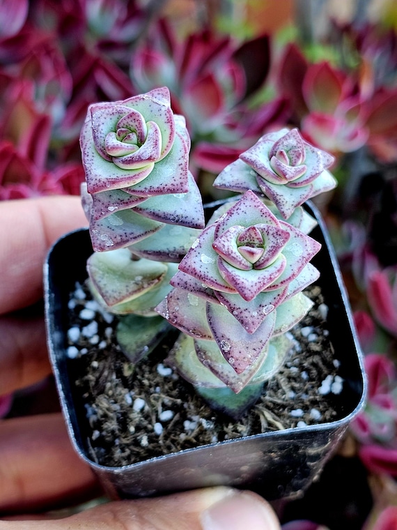 String of Buttons Live Plant, Crassula Perforata 'ivory Tower' Succulent -  - Etsy