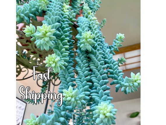Donkey Tail Succulent – Trailing Sedum Morganianum, Rare Hanging Plant, Easy to Propagate