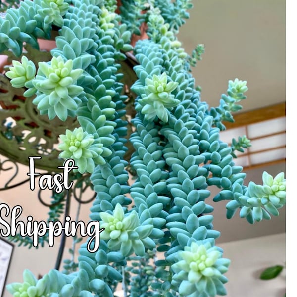 Donkey Tail Succulent – Trailing Sedum Morganianum, Rare Hanging Plant, Easy to Propagate