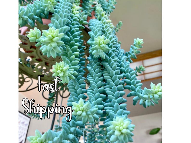 Puede incluir: Primer plano de una planta suculenta con hojas verde azuladas y flores blancas. La planta est&aacute; colgada de un soporte met&aacute;lico. El texto "Fast Shipping" es visible en la imagen.