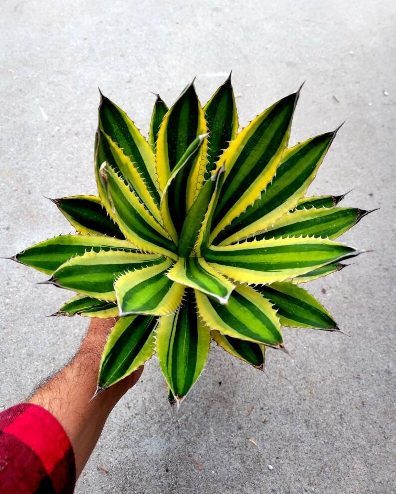 Agave Lophantha Quadricolor En Pot 12 Cm - Plante Grasse 4 Couleurs - Hauteur 15-20 Cm