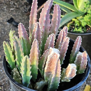 May include: A succulent plant with multiple upright, ribbed stems in a black plastic pot. The stems feature a gradient of colors ranging from deep green at the base to a dusty, muted purple and pink at the tips, with small, light-colored serrated edges.