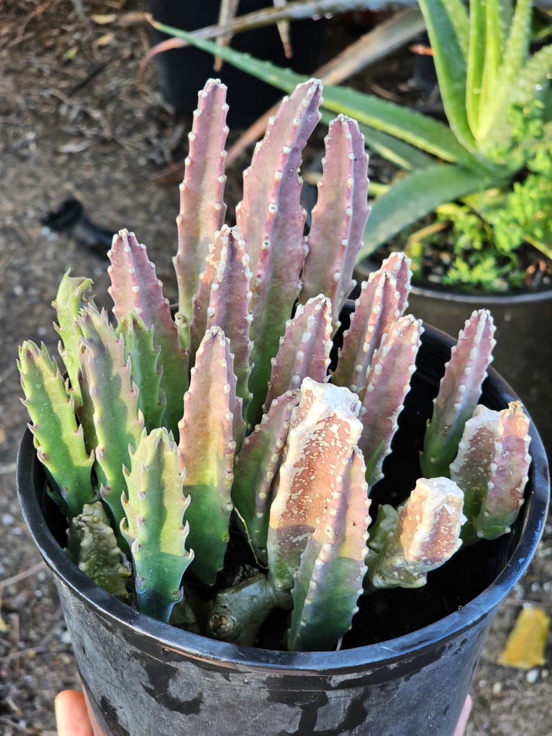 May include: A succulent plant with multiple upright, ribbed stems in a black plastic pot. The stems feature a gradient of colors ranging from deep green at the base to a dusty, muted purple and pink at the tips, with small, light-colored serrated edges.