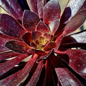 black rose. Giant! aeonium velour, aeonium arboreum tree, rare succulent, rare aeonium., , succulents.