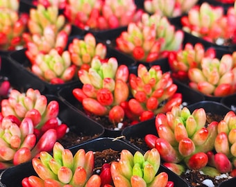 Jelly Bean, Sedum, rubrotinctum 'Aurora' - Rare Potted Succulent