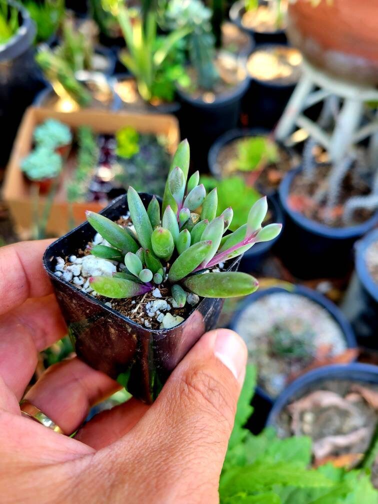 Ruby Succulent String of Ruby Succulent: Othonna Capensis Live Hanging Plant - Etsy