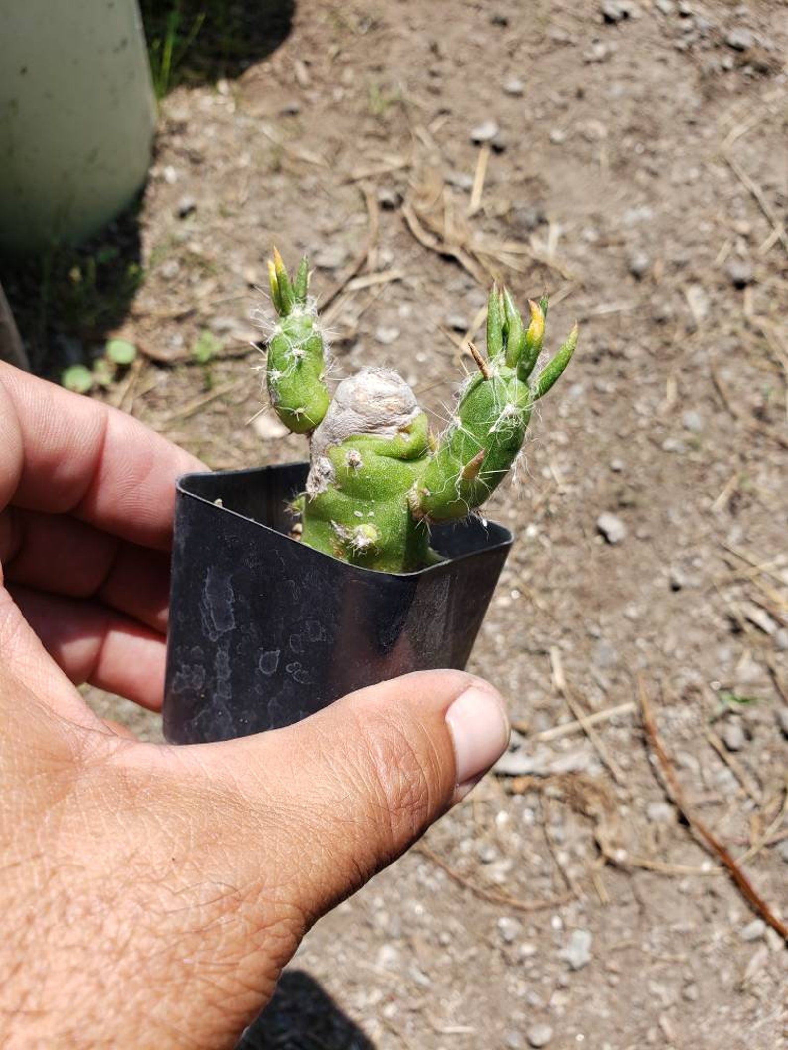 Austrocylindropuntia Species Eve's Needle Cactus | Etsy