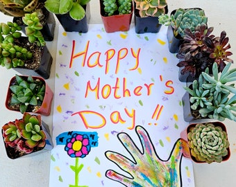 Happy Mothers Day, Assorted gift box 2.5" potted Beautiful colorful succulents.