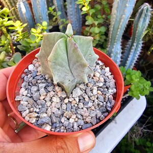 Pitayo de Mayo Stenocereus pruinosus stenocereus griseus Gray Ghost Organ Pipe, Columbar Catu. 1 cactus 4" pot