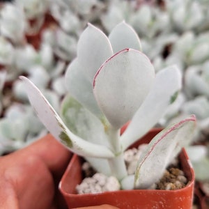 May include: Close-up of a small succulent plant in a square, orange pot. The plant has pale green, rounded leaves with red edges. The background shows other similar plants, slightly out of focus.