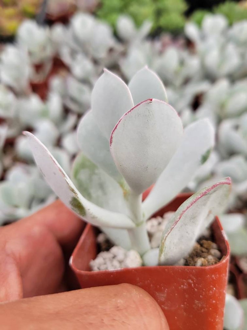May include: Close-up of a small succulent plant in a square, orange pot. The plant has pale green, rounded leaves with red edges. The background shows other similar plants, slightly out of focus.