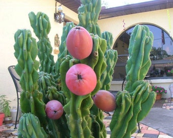 Apple Cactus monstrose. Cereus Peruvian apple cactus. Edible fruit.