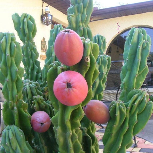 Apple Cactus monstrose. Cereus Peruvian apple cactus. Edible fruit.