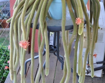 2" pot | Golden Rat Tail Cactus | Cleistocactus winteri Cristata | rare Succulents | hanging plant.