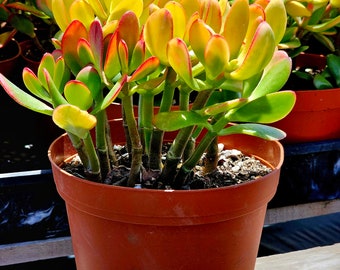 Crassula ovata 'Hummel's Sunset, Golden Jade, Golden jade, jade plant, lucky tree, yellow jade.