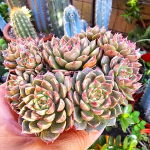 May include: A cluster of Echeveria succulents featuring thick, fleshy, rosette-shaped leaves in shades of pale green and dusty pink. The pointed tips of the leaves are marked with vibrant red speckles and edges, creating a dense, multi-headed arrangement.