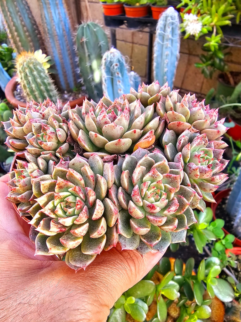 May include: A cluster of Echeveria succulents featuring thick, fleshy, rosette-shaped leaves in shades of pale green and dusty pink. The pointed tips of the leaves are marked with vibrant red speckles and edges, creating a dense, multi-headed arrangement.