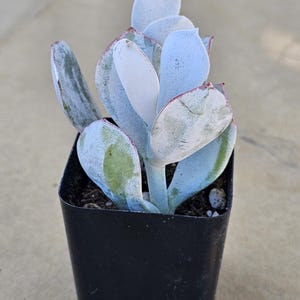 May include: A small succulent plant in a black plastic pot. The plant has pale blue-green leaves with reddish edges and a powdery coating. The leaves are thick and rounded, with a few showing green patches. The plant is a type of houseplant.