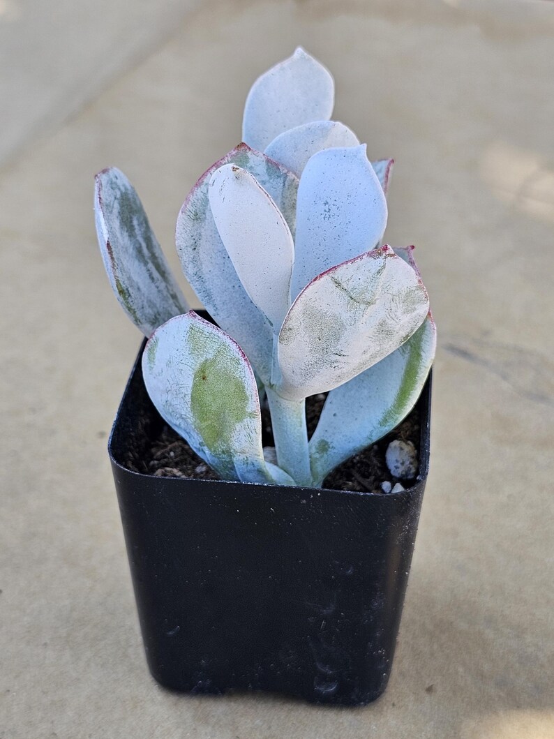 May include: A small succulent plant in a black plastic pot. The plant has pale blue-green leaves with reddish edges and a powdery coating. The leaves are thick and rounded, with a few showing green patches. The plant is a type of houseplant.
