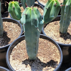 Great quality Myrtillocactus geometrizans cactus, Cereus Geometrizans, Myrtillocactus Grandiareolatus, blue candle cactus. image 9