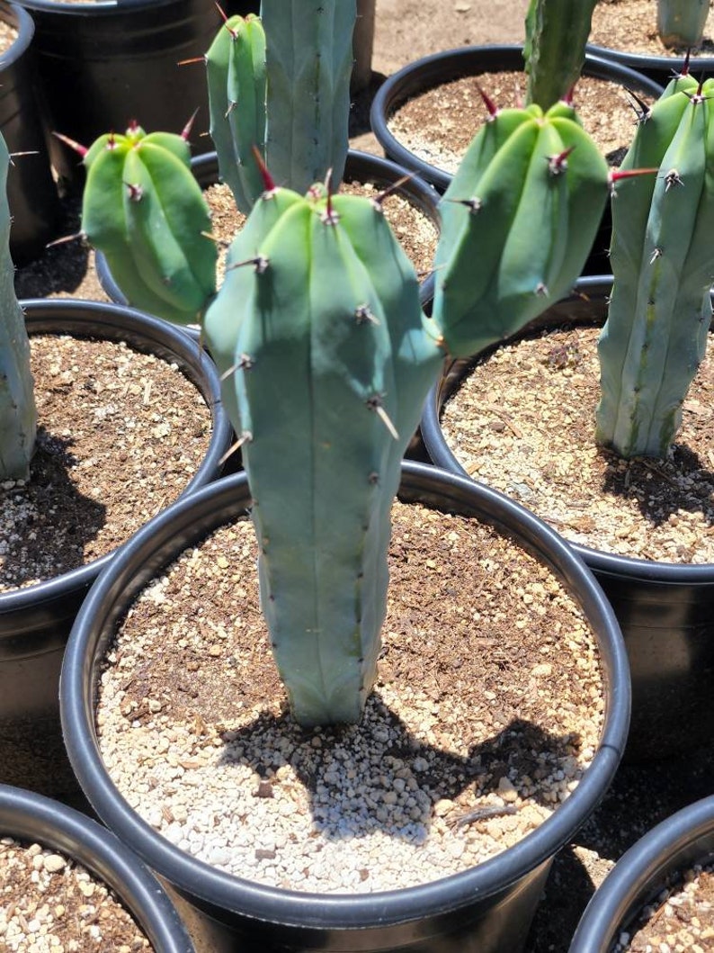 Great quality Myrtillocactus geometrizans cactus, Cereus Geometrizans, Myrtillocactus Grandiareolatus, blue candle cactus. image 9