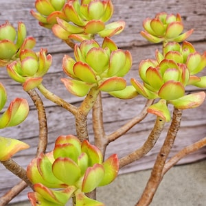 sedum, 4 inches Sedum dendroideum - Tree Stonecrop, Rare Succulents, potted plant, diy plants,