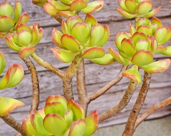 sedum, 4 inches Sedum dendroideum - Tree Stonecrop, Rare Succulents, potted plant, diy plants,