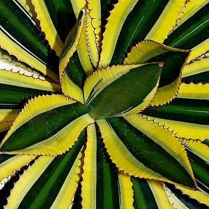 Agave lophantha Quadricolor, Quadricolor Century Plant, Exotic plant, exotic agave image 9