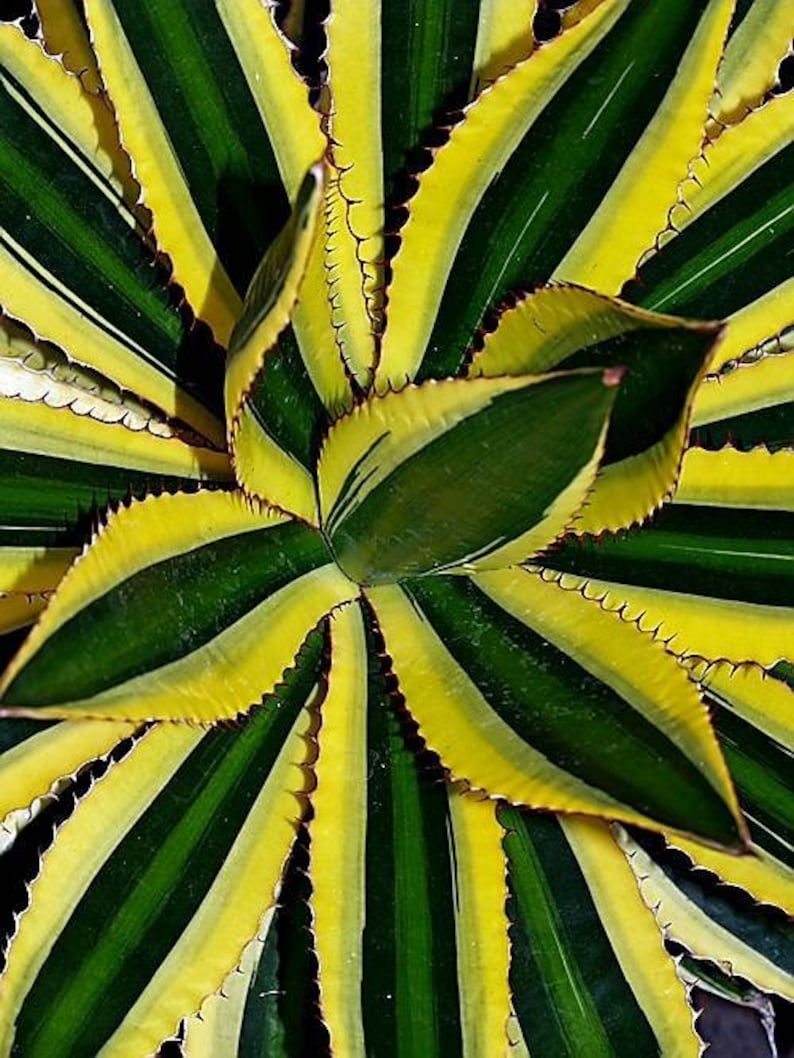 Agave lophantha Quadricolor, Quadricolor Century Plant, Exotic plant, exotic agave image 9