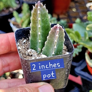 May include: Two green, upright succulent stems with small, white, tooth-like protrusions along their edges, planted in a black square 2 inches pot. The pot features a blue rectangular label with the white text 2 inches pot printed on it.