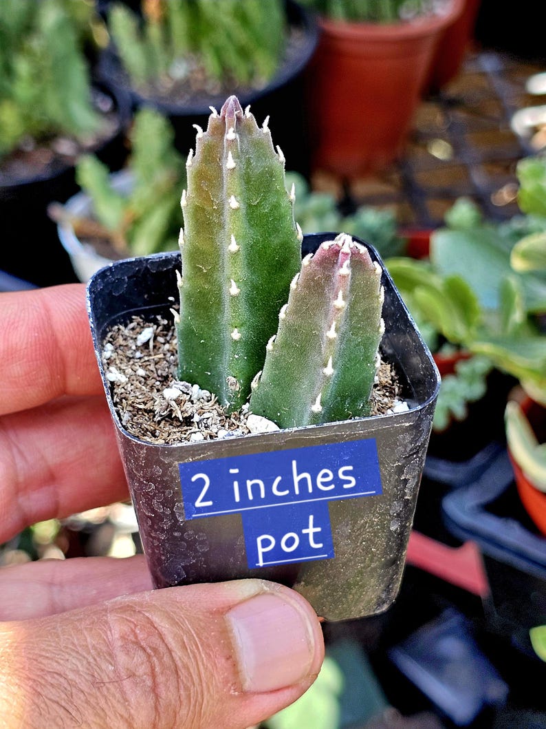 May include: Two green, upright succulent stems with small, white, tooth-like protrusions along their edges, planted in a black square 2 inches pot. The pot features a blue rectangular label with the white text 2 inches pot printed on it.