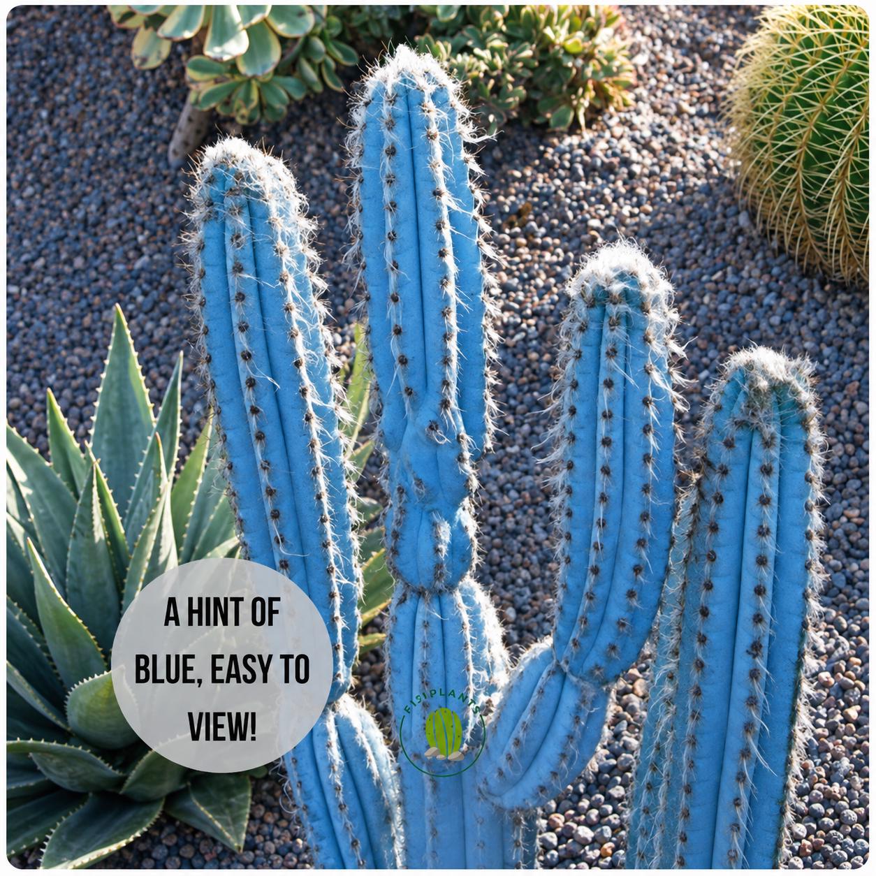 Vivid Blue Torch Cactus: Pilocereus Azureus, Brazilian Succulent