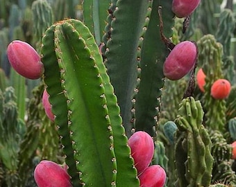 Peruvian Apple Cactus | Edible Cactus | Fresh Cactus Cutting | Live Rare Cactus |  | Cactus Propagation | Low Maintenance Cactus