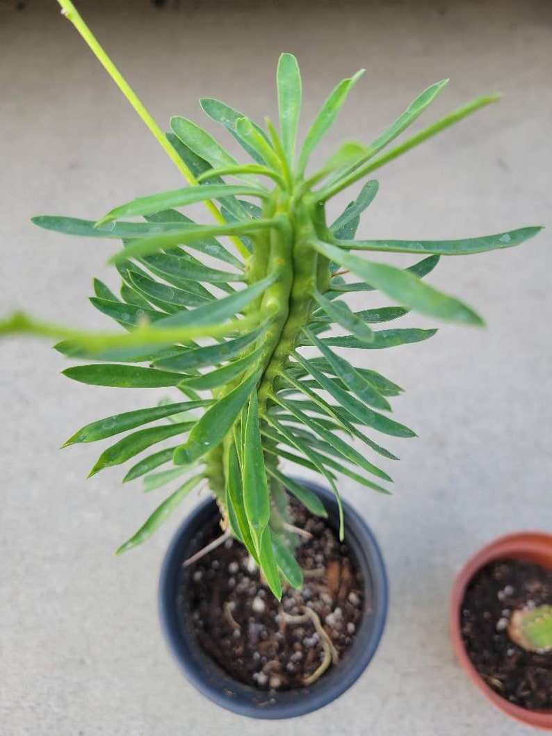 Euphorbia Loricata African Palm Tree Succulents Palm Etsy